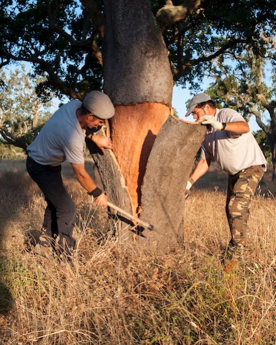 100PercentCork's tweet photo. Cork harvesting season is in full swing! In the next weeks, cork planks will be harvested by skilled workers without harming the cork oak tree. 
No other tree gives so much while asking so little. https://t.co/VxeIsRp8ap