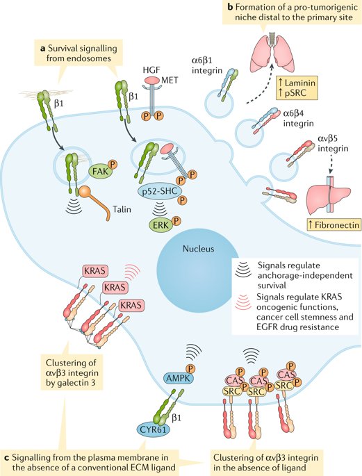 Read our NEW Review by Hellyeh Hamidi &amp; <a href="/johannaivaska/">Johanna Ivaska</a> highlighting the newly identified roles of #integrins in #cancer progression &amp; metastasis. Can we target them effectively for cancer therapy?
go.nature.com/2KRAugz