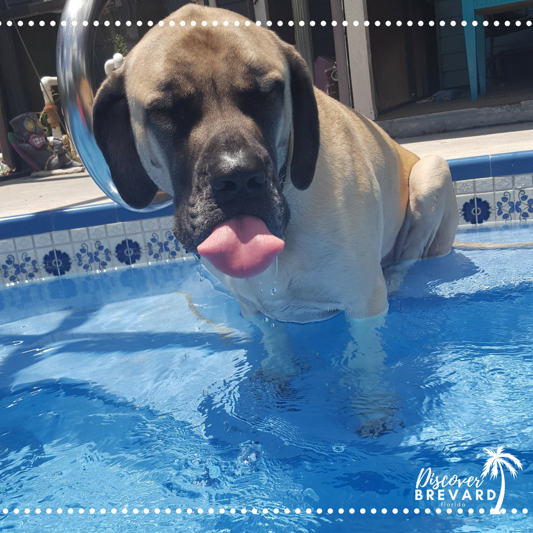 YourBrevardFL's tweet photo. Oh yes!  Dogs Love Florida ☀️ Summer too!  Tag us in your 🐶 Doggie pool photos!
#dogsloveFL #discoverbrevardfl https://t.co/M6nqAVrmmq