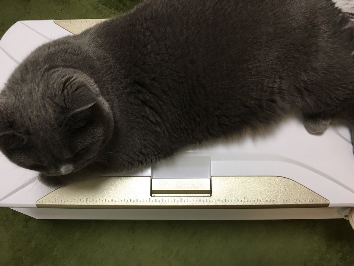 bubu_fish's tweet photo. クーラーの効いた部屋でクーラーボックスと戯れるタオさん。 https://t.co/1JiuP8oM6M