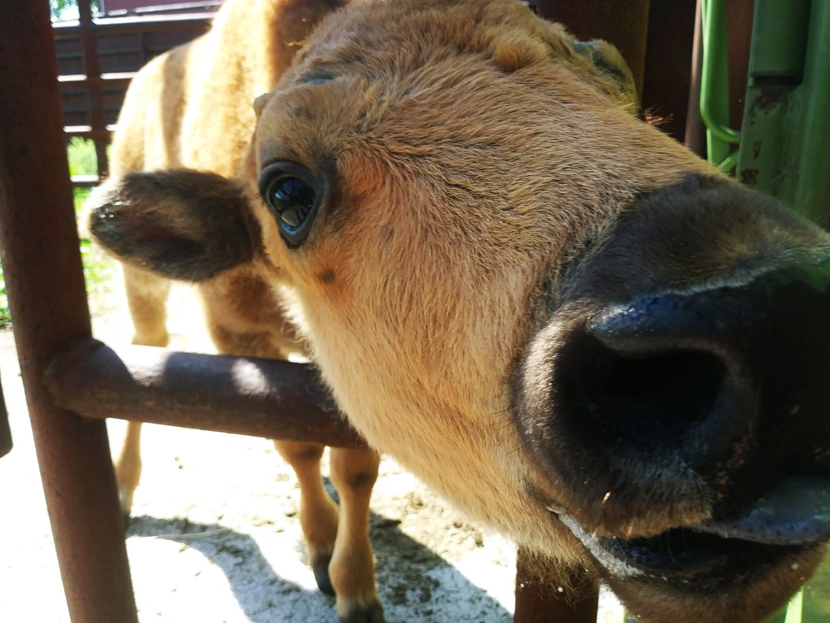 The #CraneTrust's orphaned twin bison calf is 6 weeks old now. View the latest update on how she’s doing: cranetrust.org/news-events/th… #bison #bisoncalf #nebraskabison #abandonedcalf #cranetrustbison #cinnamon #herdlife #conservation #nebraska #visitnebraska #visitgrandisland