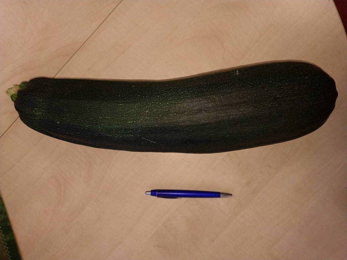 MACmid_gron's tweet photo. Flinke courgettes in de moestuin van het #macmiddengroningen in #Muntendam #Moestuinproject #middengroningen https://t.co/pLzQewKCGM