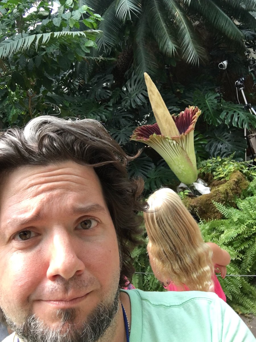 Our corpse flower, Putricia, in bloom!