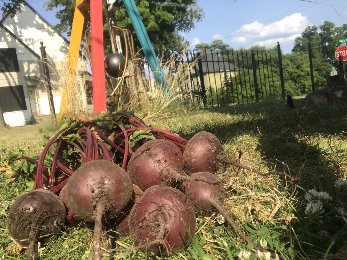 Hi_TK's tweet photo. Here’s a pic of some beets that I grew https://t.co/qFvdtyn7UC