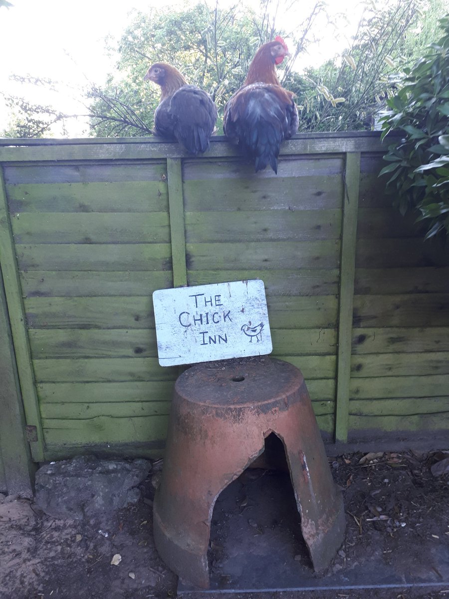 QuackingtonH's tweet image. A couple of birds enjoying an evening out.