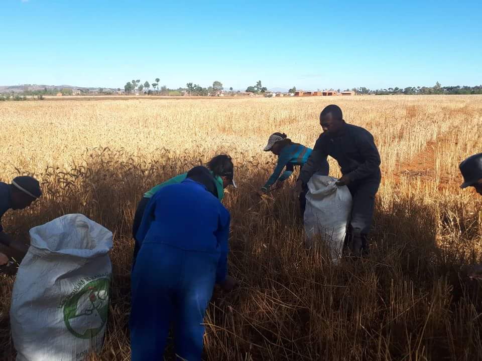 #YouthEmpowerment in Madagascar under the #ENABLEYOUTH program. Learning by doing #AgricultureTransformation