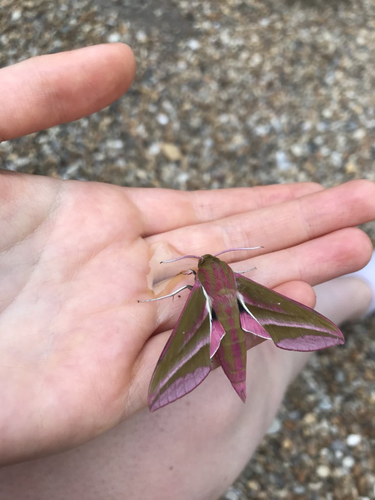 Today we rescued an Elephant Hawk Moth (who needed a bit of a sugar boost) because every creature, no matter how small, has an important part to play in the web of life.