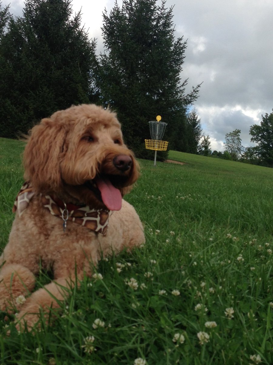RichardCHoffman's tweet photo. Our little girl is 10 years old today. Don’t tell her though, she still thinks she’s a puppy. Happy Birthday Wrigs! https://t.co/8Ch9VcPJRt