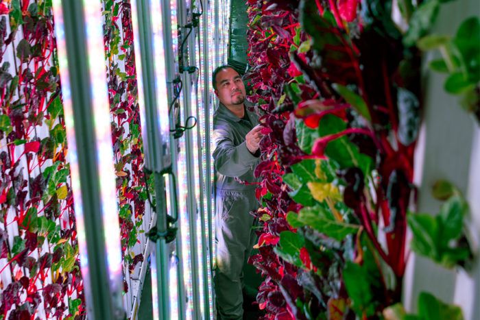 L'agriculture verticale est-elle l'avenir de l'#agriculture ?

Les cultures intérieures éclairées par des LED produisent des aliments sans sol ni lumière du soleil - mais le passage à grande échelle pourrait s'avérer difficile...

#AgricultureUrbaine 
eater.com/platform/amp/2…