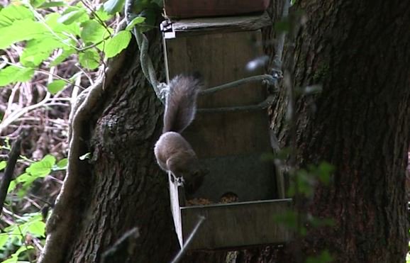 We're squirrel hunting with the Daystate Red Wolf in this week's show at youtube.com/watch?v=1QD584…
<a href="/daystateltd/">Daystate LTD</a> #airgun #hunting