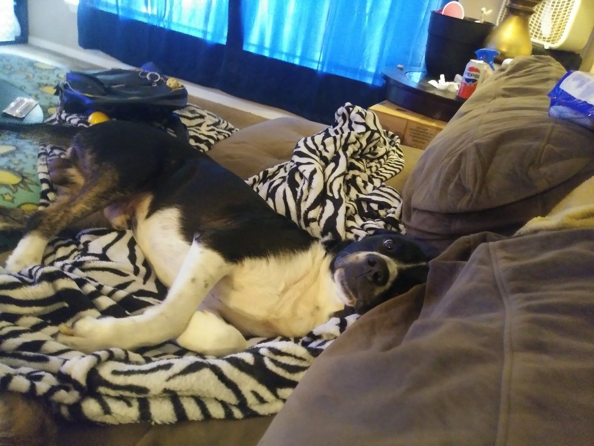 KhalBroGo__'s tweet photo. I'ma just leave this here. #dogs https://t.co/nflnpxbIyr