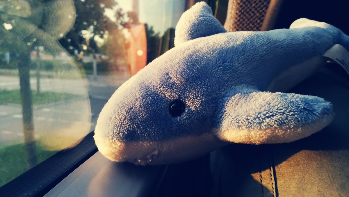 MrChrodo's tweet image. Endlich rein in den Flixbus, Haiko gönnt sich erstmal ein Nickerchen.
#BusBus