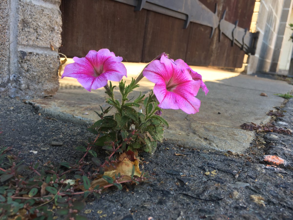 stjohnslc's tweet photo. “For nothing will be impossible with God.”
-Luke 1:37

Love seeing little reminders of resilience and beauty at @stjohnslc 🌸 https://t.co/XZ7XcbPOlD