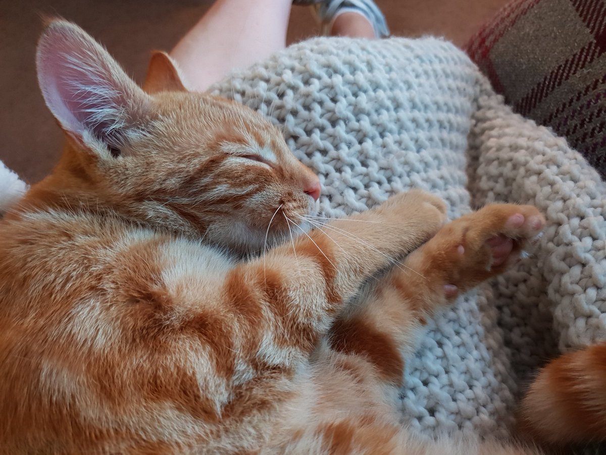 MimiRibs's tweet photo. @TreasuryMog So sleepy #GladdersYoga ... https://t.co/o7uDDw1a73