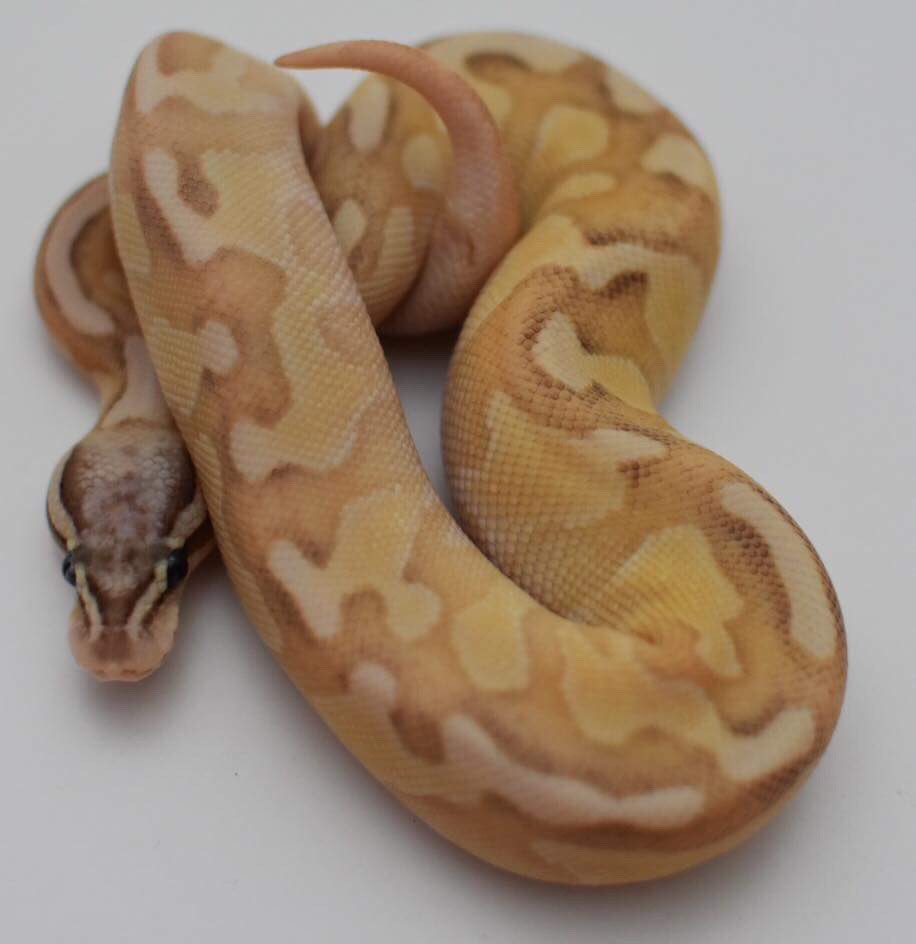 Amandagreysart's tweet photo. @SnakeBytesTV hey Brian, I was thinking about buying a Super pastel fire enchi butter ball python. Apparently she’s one of the first in the world. She’s expensive but absolutely gorgeous. Do you think she’s worth the buy? https://t.co/Q38QTTC86a