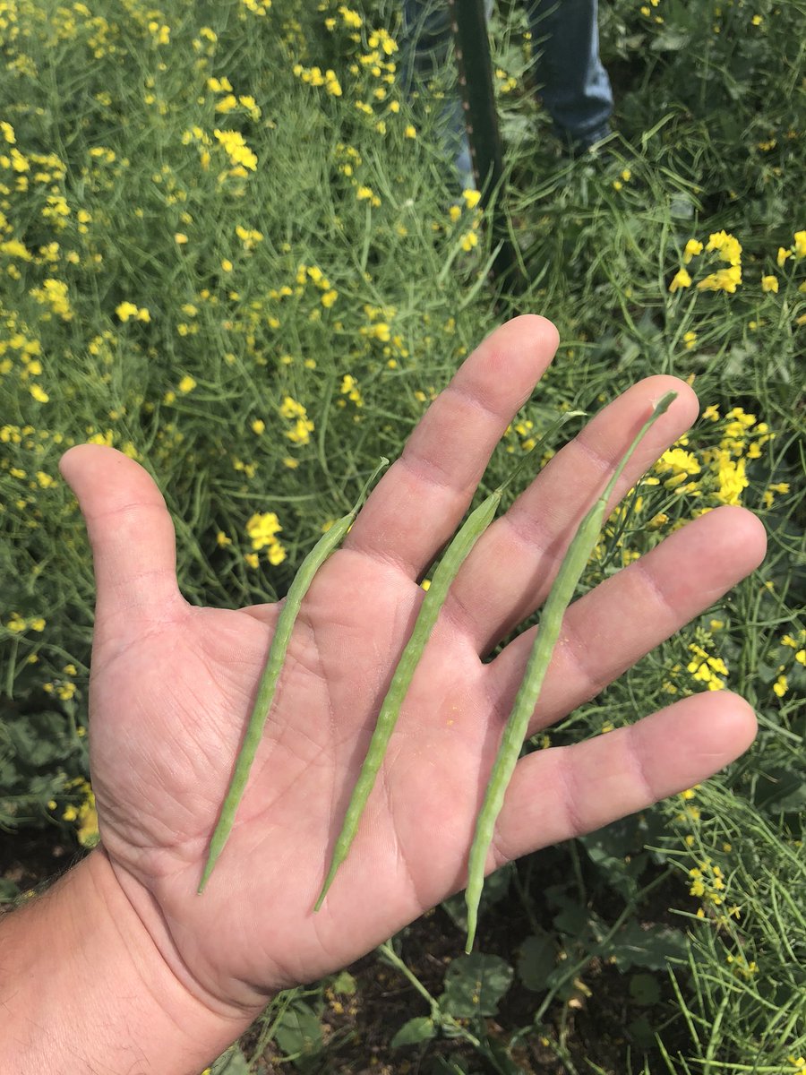 BY_ChadAbrams's tweet photo. Monster pods onour 6090 when we were walking a trial at Crooked River, Sk this morning. If this seed selling gig doesn’t work out for Steve Schmidt . . . . He has a bright future as a lovely hand model!! #6090RR https://t.co/YUNX0gbf15