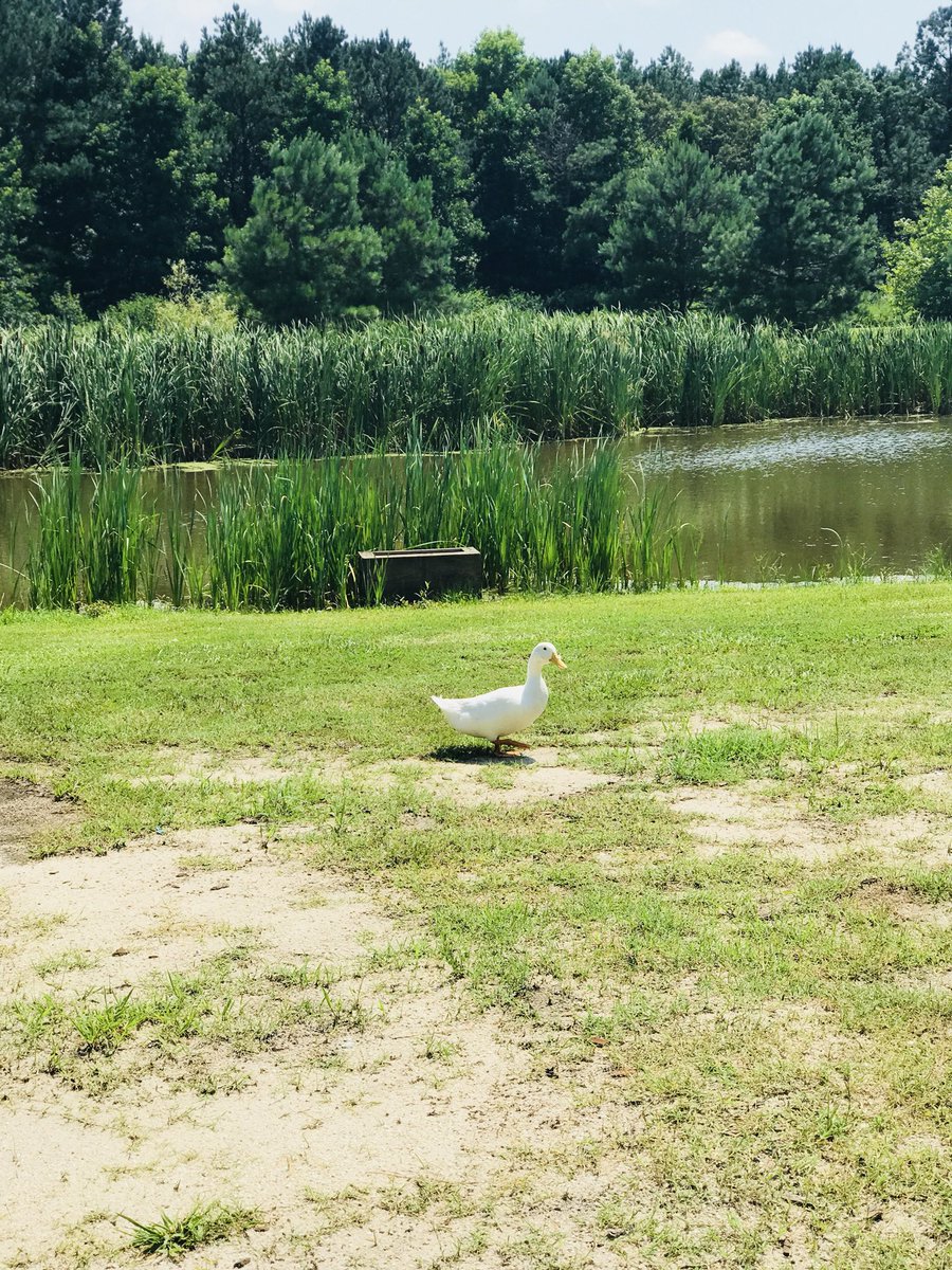 jamie_elliott06's tweet photo. My sweet, pretty girl Charlotte #PetPic #SOCOsummerbingo #scpspln #ducksoftwitter https://t.co/55LoziQdmq