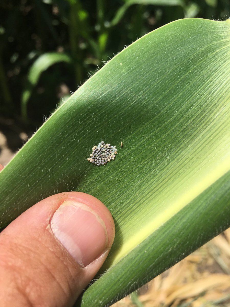 First Western bean eggs of the year.  Trap numbers have been at avg. of 15.  Found about head high on the plant.