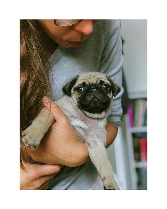 Happiness is a warm Pug! 🖤
———————————————————— #puglife #pugsnotdrugs #pugsofinstagram #pugs #pugpuppies #pugoftheday #pugworld #puglove #puggy #pugstagram #dogsofinstagram #dogsofinstaworld #pugsproud_feature #thetomcoteshow #lovepugslife #worldofcutepugs #pugloversclub #f…