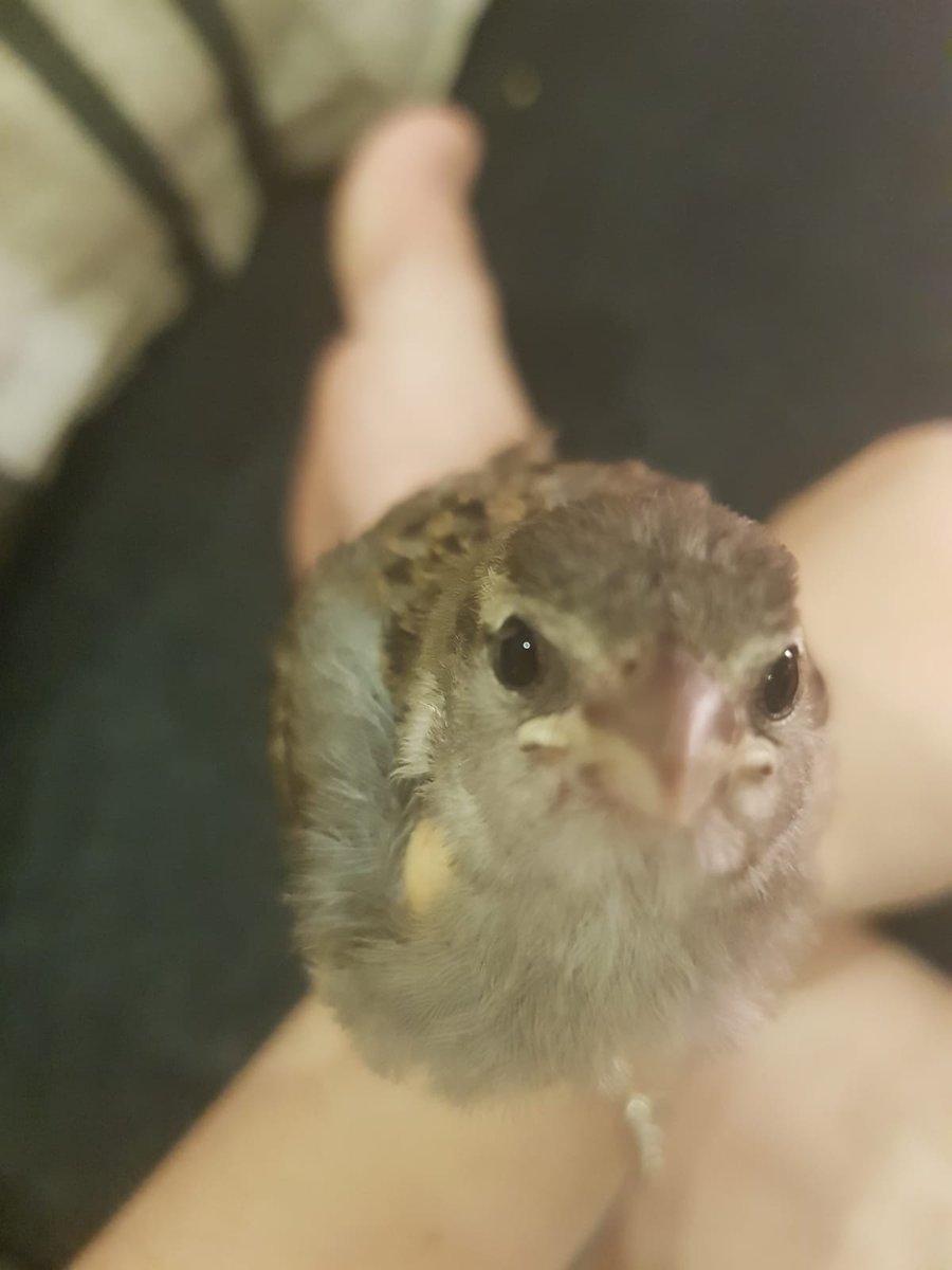 _astermoth's tweet photo. hey there~

#emilquote #vib #veryimportantbirb https://t.co/Nx9YCUtZE5