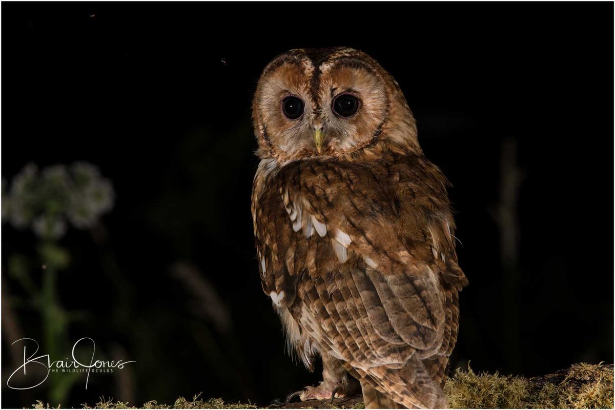 Had a wonderful evening yesterday watching Tawny Owls from dusk until the early hours at @howells_ian fantastic hide. It really gives you an insight into these nocturnal predators. More on my blog. #gwentbirds #Tawnyowls @BBCSpringwatch