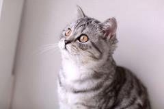 ScottishFoldLuv's tweet photo. Scottish Fold Frenzy - https://t.co/5f8rHs37Ty https://t.co/pp5ZGi87oY