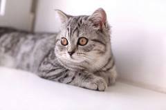 ScottishFoldLuv's tweet photo. Scottish Fold Frenzy - https://t.co/kbzQ6lbp0c https://t.co/0CSEs7pFNS