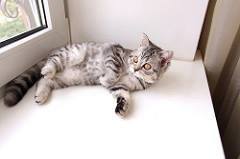 ScottishFoldLuv's tweet photo. Scottish Fold Frenzy - https://t.co/7PRJ82fsx1 https://t.co/lCXwoigUGA