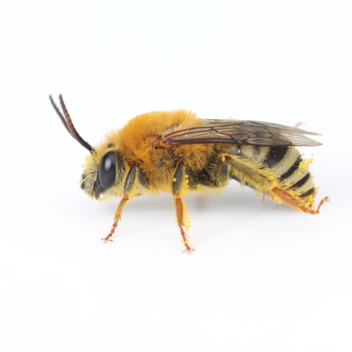The Bees In Your Backyard tweet media