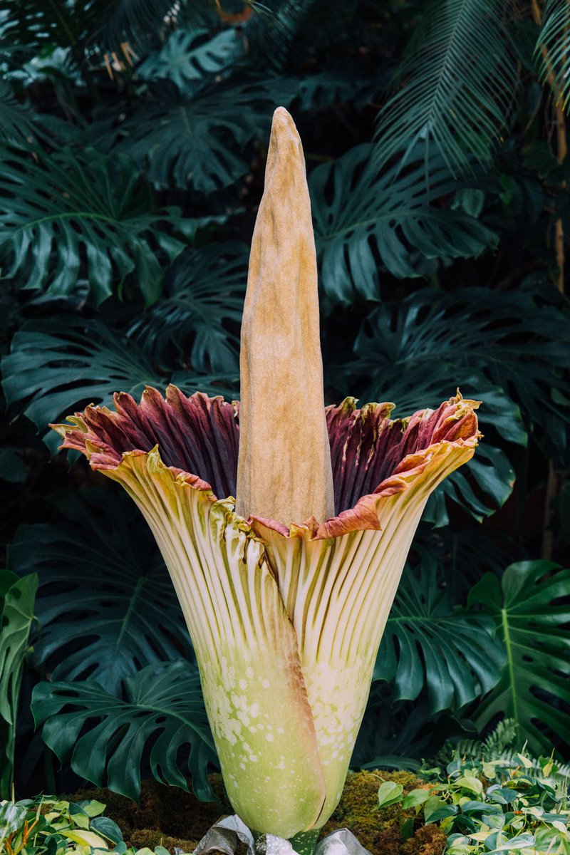 Our corpse flower, Putricia, in bloom!