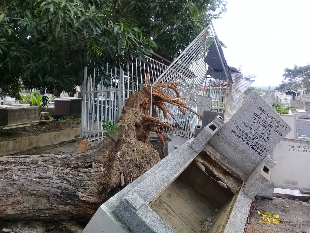JeanCRodriguez_'s tweet photo. Así está el cementerio municipal de Ocumare del Tuy, luego que varios árboles cayeran tras fuerte aguacero del pasado martes y las tumbas han sido desenterradas. Usuarios exigen a la alcaldía atender la emergencia @Rumbera1069FM @Imbatiblefm @lagranciudad https://t.co/nXRUGPHcJG