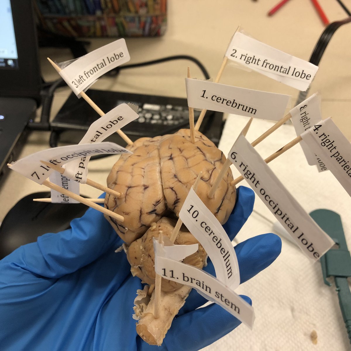 PaolaLlamaL's tweet photo. Getting ready for our future medical detectives #TeamSISD @Puentes_MS #Puentes_Bobcats #PLTWtraining https://t.co/nmRLcnhfBj