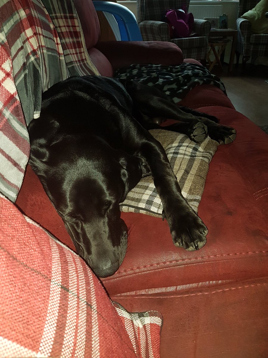 Otis_TopDog's tweet photo. #zonked after meeting #betsy tonight. I was superfriendly but managed to almost control myself. She definitely told me when I had crossed the line and I listened to her. Her humans seemed nice too and fed me treats! I even enticed her into the river for a swim! https://t.co/1Ck8DdUEcm