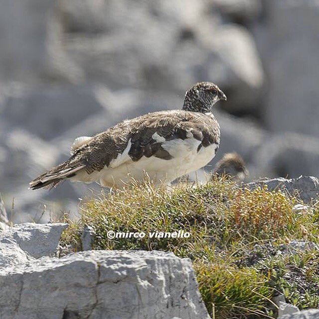 quanuaua's tweet photo. una femmina di pernice bianca con il piumaggio attuale. #pernicebianca #ptarmigan #wildpics #wildbirds #wildbirdphotography #wildlifephoto  #wildlifephotography #wildlife_shots #naturepics   #naturephotography @world_wildlife @wwf @wwfitalia @natgeowild @NWF @wildlifepage https://t.co/eA8NYjjyoh