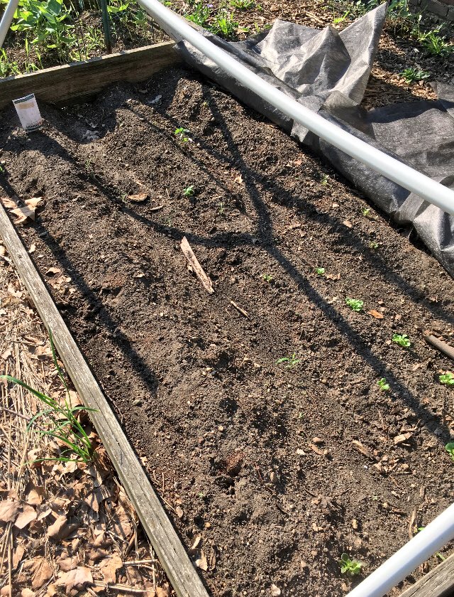 ALaHeart's tweet photo. It’s been a rough start for #HMOG #Salanova lettuce. High temps and little shade are culprits. They’ll be back in early fall. #ALaHeart https://t.co/EhrsSG6rNz