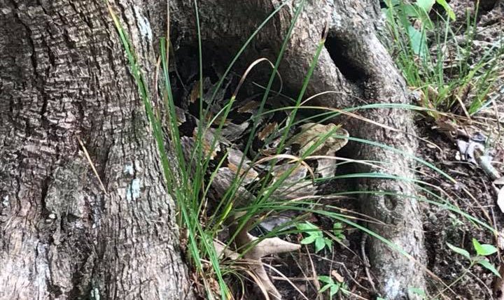 Grey rattlesnake with black bands curled up near tree