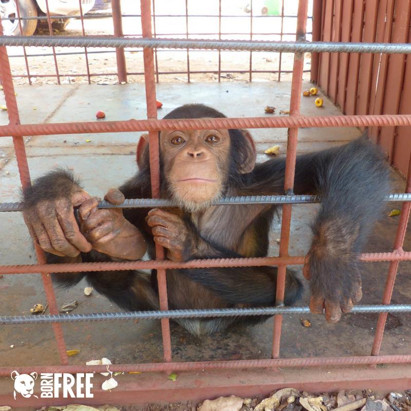 BornFreeFDN's tweet photo. Remember Bo and Bella: the two chimpanzees rescued from hunters in Guinea-Bissau? With the help of Born Free, they now reside safely with our dear friends, @OlPejeta, in Kenya!

Read their story here: https://t.co/nWnIct1U6z | #KeepWildlifeInTheWild #WorldChimpanzeeDay https://t.co/3mvYoDgu3R