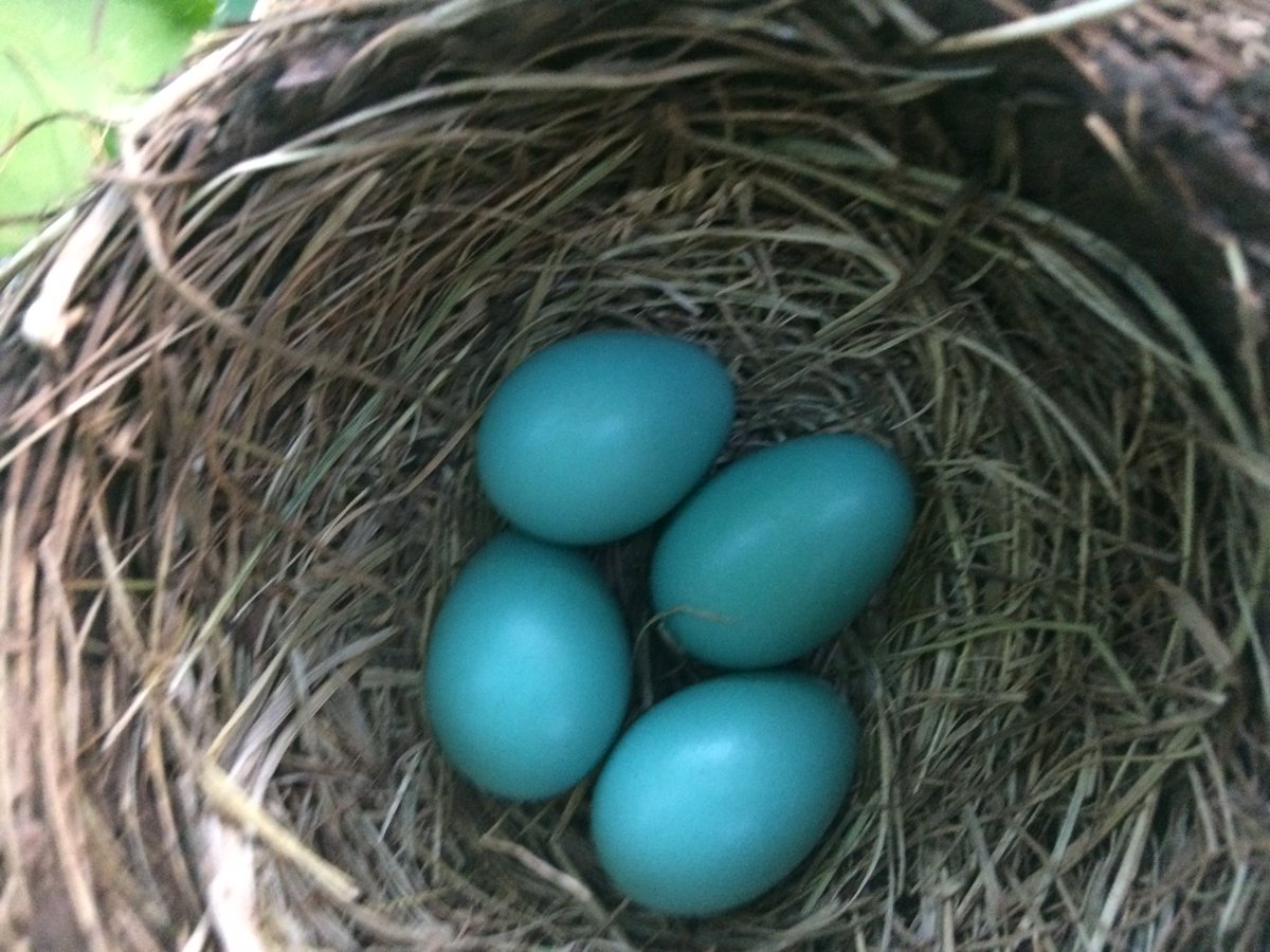 Birds Gold Award On Twitter Check Out These Beautiful Eggs Found