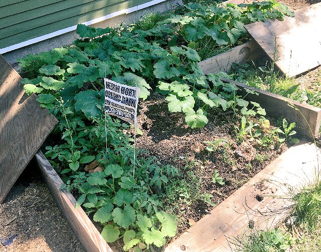 GardenWithArt's tweet photo. Stop by the @HMOGP #pumpkinpatch this fall to pick hardy, organic varieties. https://t.co/3RuXOvLfhT