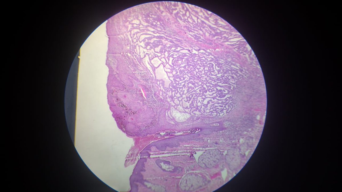 Danna Valdez tweet media