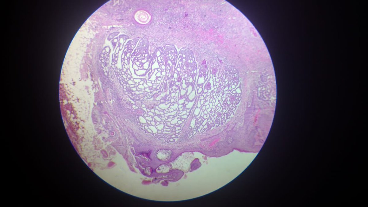 Danna Valdez tweet media