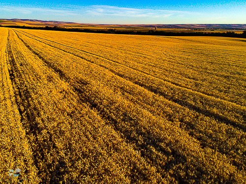 Great night recently for flying. Drones provide amazing results for crop health analysis. 
#precisionagriculture #aerialphotography #wallawalla #flytimeaerial