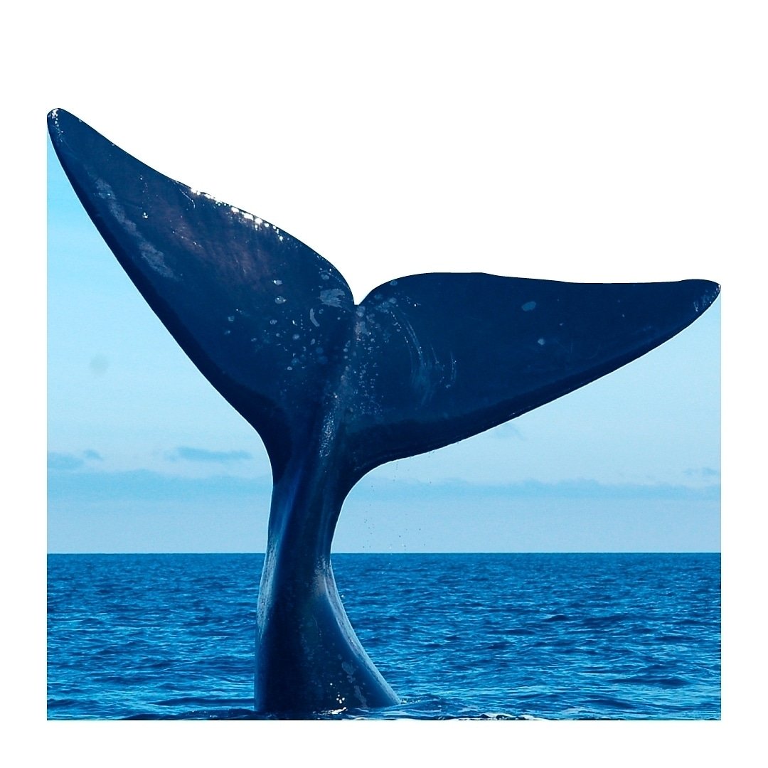 TravelNOA's tweet photo. La #BallenaFranca austral 🐋 llega a partir de Marzo 📅  a las costas de #PuertoMadryn y #PenínsulaValdés.  🌅 En diciembre se despiden de la costa #Argentina y emprenden su #viaje ¿Te gustaría disfrutar de este espectáculo de la naturaleza? 🙌 #Ballenas #Turismo #Naturaleza https://t.co/cCPmJjZhzQ