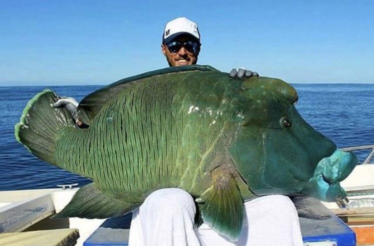 Does anyone know what this #fish is called? Don’t worry it was released safely! These fish can not be kept?