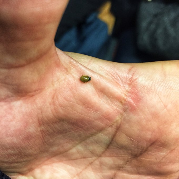 This tiny ladybug landed on my hand while I was riding the train underground. It hung out for a couple<a href="/tag/drawing"class="tags"><span>#drawing</span></a>