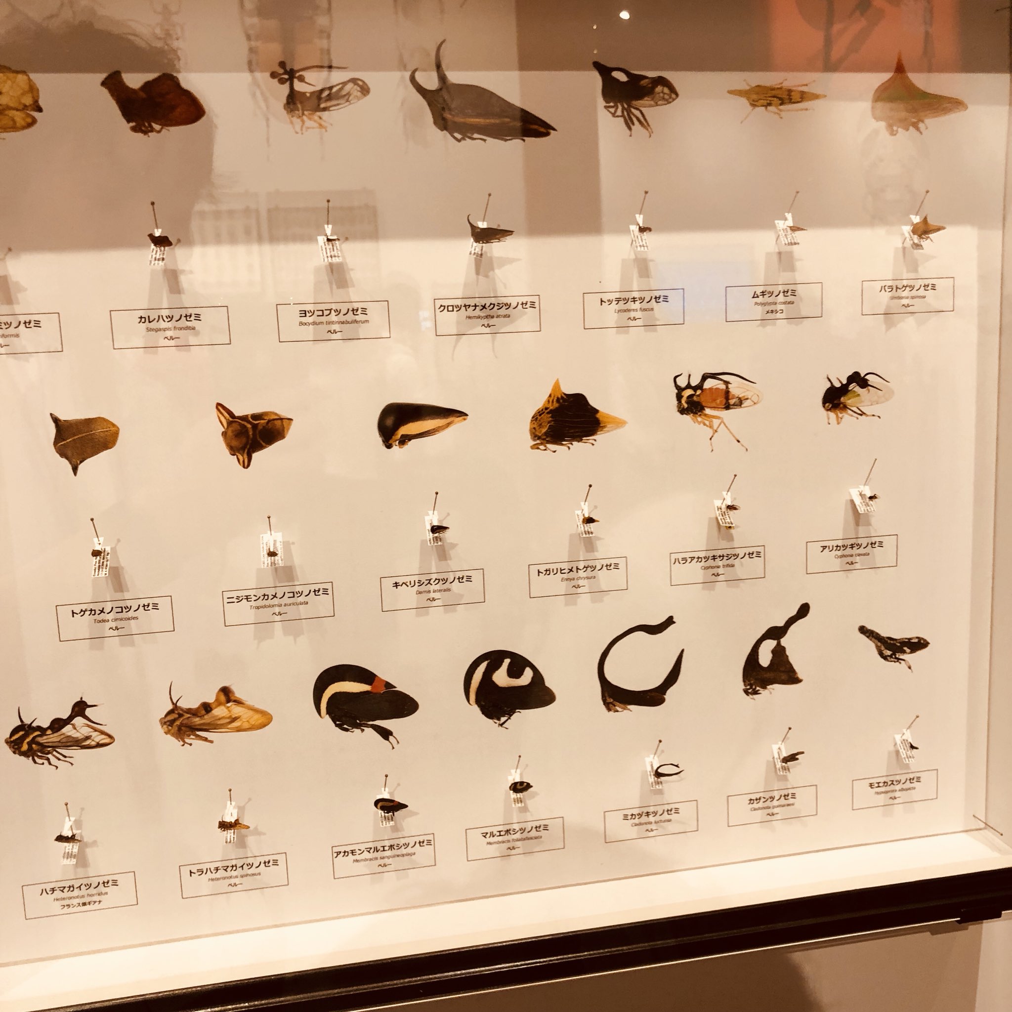マツ ツノゼミの多様性って不思議 なんの実用性もないツノ 昆虫展 国立科学博物館 T Co E1wcpn574s Twitter