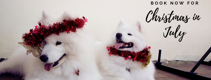One week to go until Christmas in July! 
20 July 2018 6:30pm 
Book now - email Karen@smilingsamoyed.com.au $25pp inlcudes canapes and welcome drink.