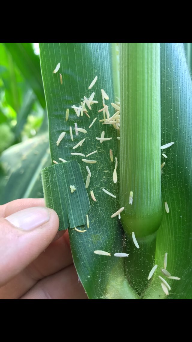 Guys have questioned why we are catching Western Bean Cutworm moths but not picking up egg masses - here is a photo reminding everyone how hard they can be to find at times.