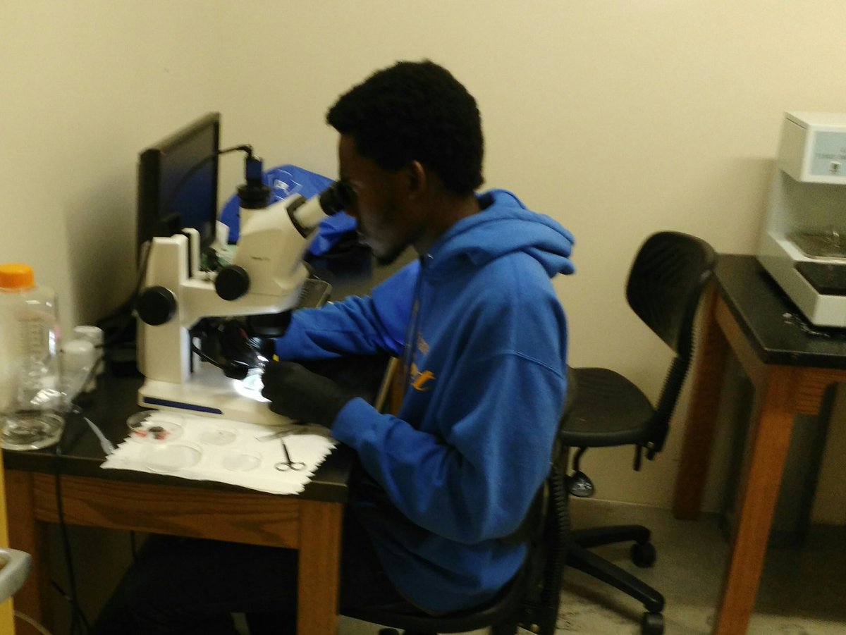 MSUM_Neurobio's tweet image. Our lab has the dissection skills to pay our outrageously high scientific bills #Neuroscience #UndergradResearch #BrainDissections #MSUM