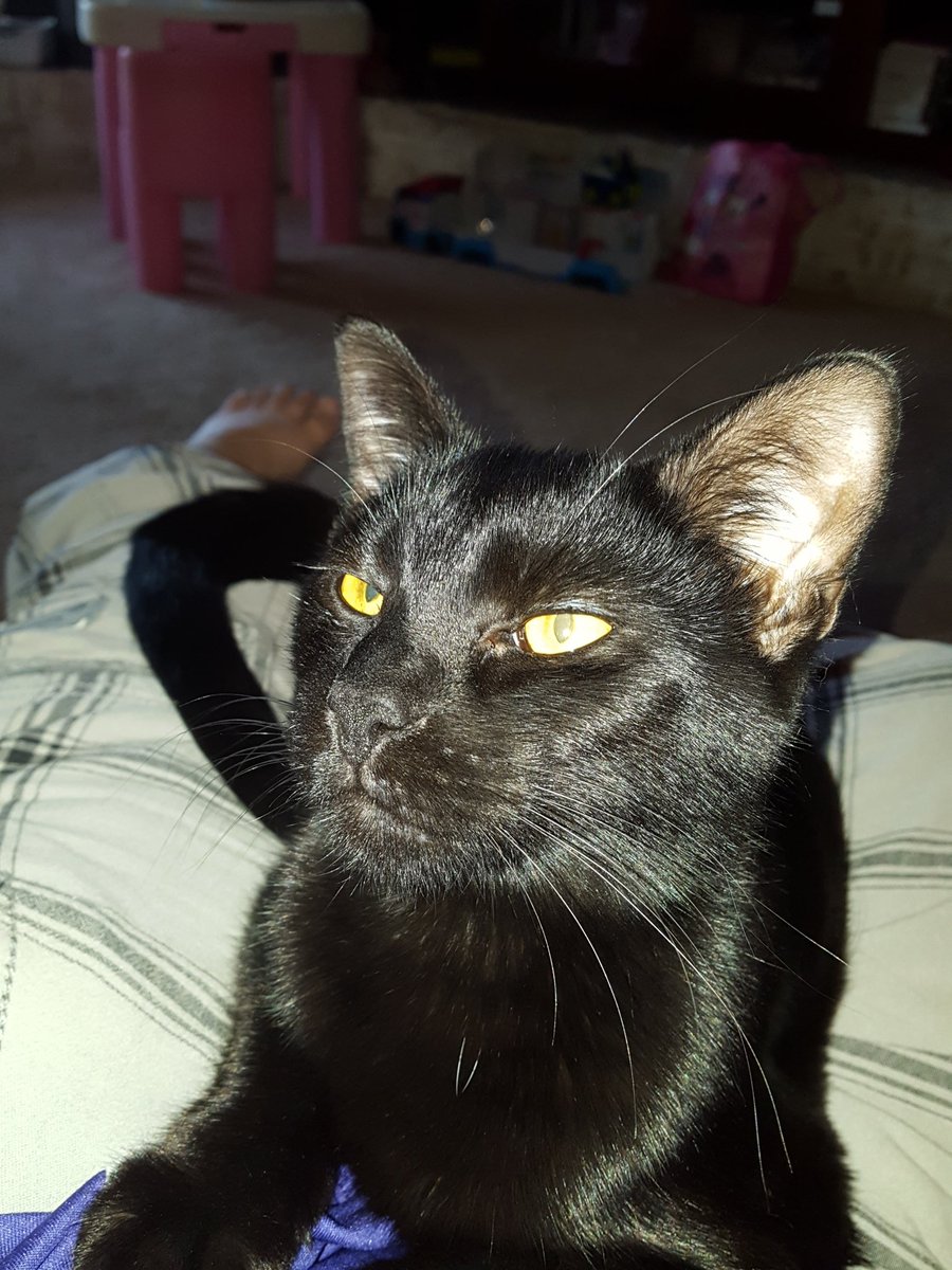 kwcpantherfan's tweet photo. Finn, the #MicroPanther https://t.co/uP6N2qTPOa